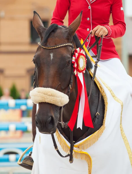 Portrait of winner sportive jumping horse — Stock Photo, Image
