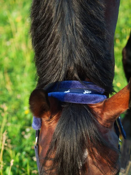 Equetrian detaylar - Mavi kürk yular — Stok fotoğraf