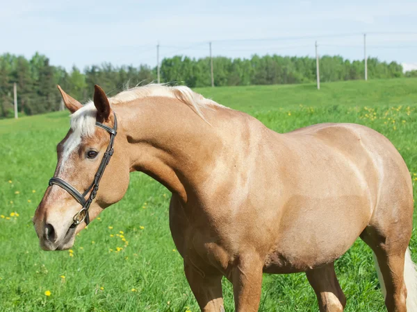 Portret van palomino paard in het veld — Stockfoto