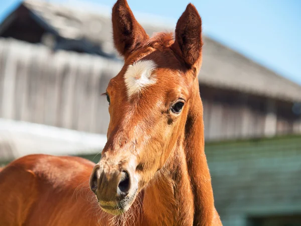 Portrait of  little  chestnut foal. — Stock Photo, Image