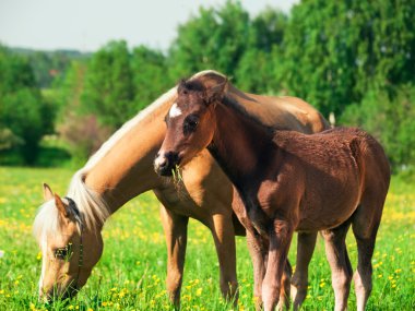 Galce Pony anne ile küçük yavru