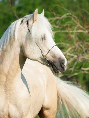 güzel palomino Galce midilli