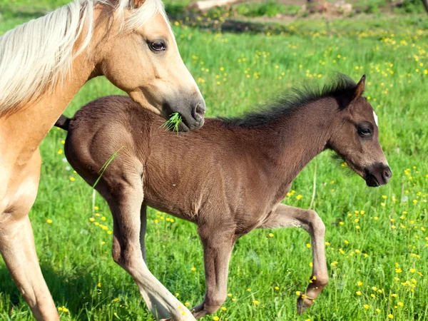 Potro pequeño de pony galés con mamá — Foto de Stock