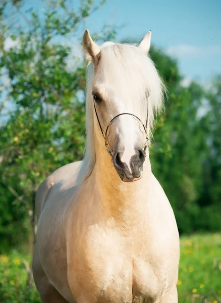 Красивый валлийский пони — стоковое фото