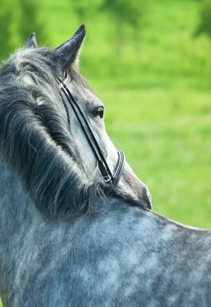 Ritratto di cavallo grigio, primo piano — Foto Stock