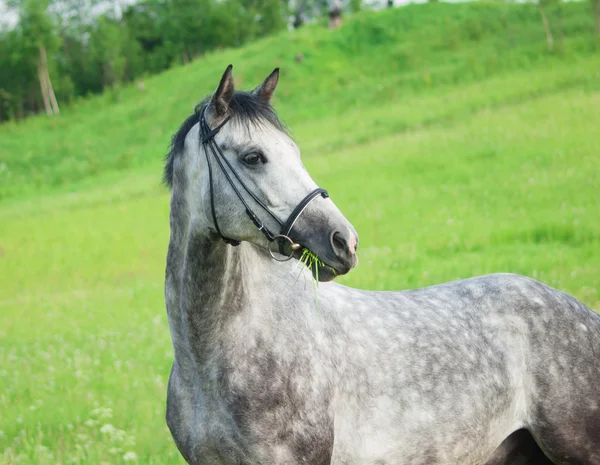 Portret van grijze paard in het groene veld — Stockfoto