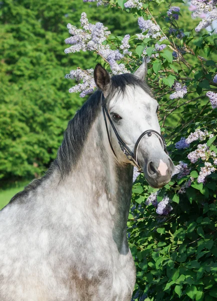 Porträt eines Schimmelpferdes in der Nähe einer Blume — Stockfoto