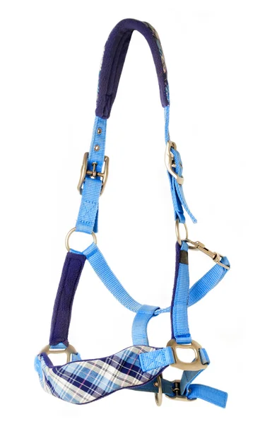 Halter azul hermoso aislado en blanco — Foto de Stock