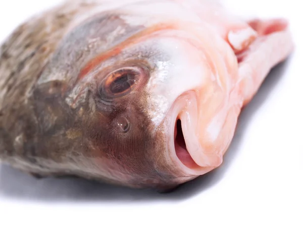 Cabeça de peixe fresco isolada em branco — Fotografia de Stock