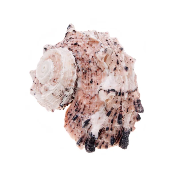 Conch isolated on white — Stock Photo, Image