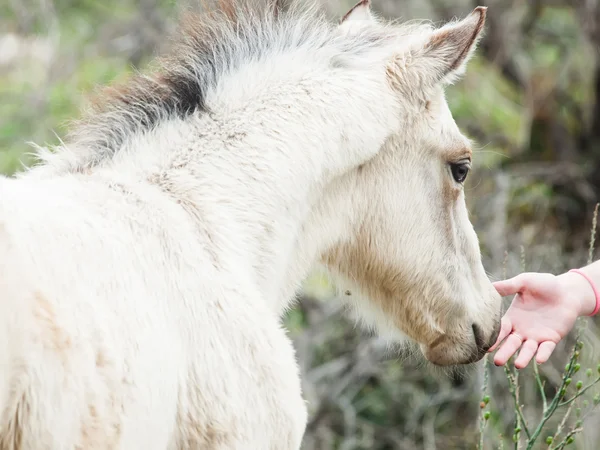 Cream foal at freedom. close up — Stock Photo, Image