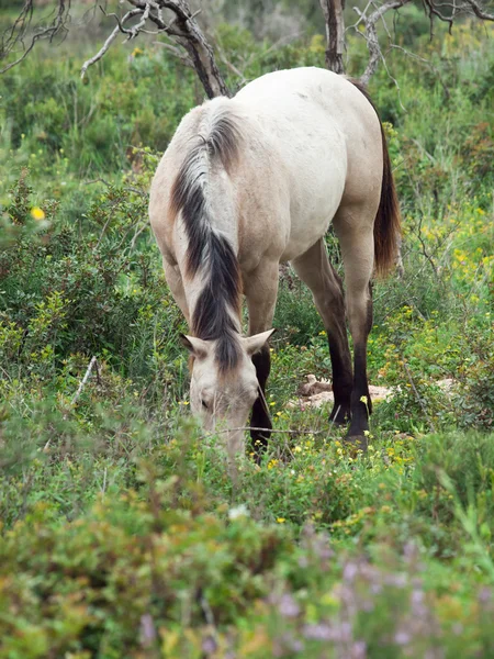 Cavallo giovane crema al pascolo. Israele — Foto Stock