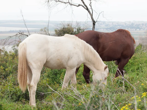 Graizing wild horses. Israel — Stock Photo, Image