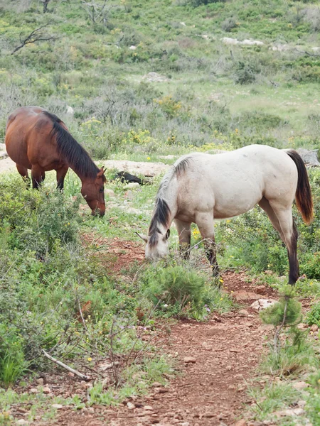 Graizing wild horses. Israel — Stock Photo, Image