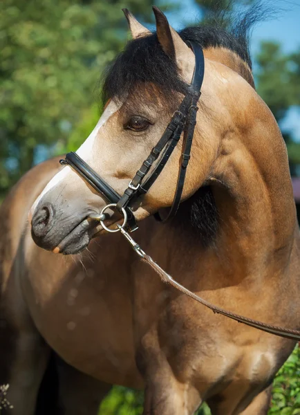 Potret indah kuda poni buckskin welsh — Stok Foto