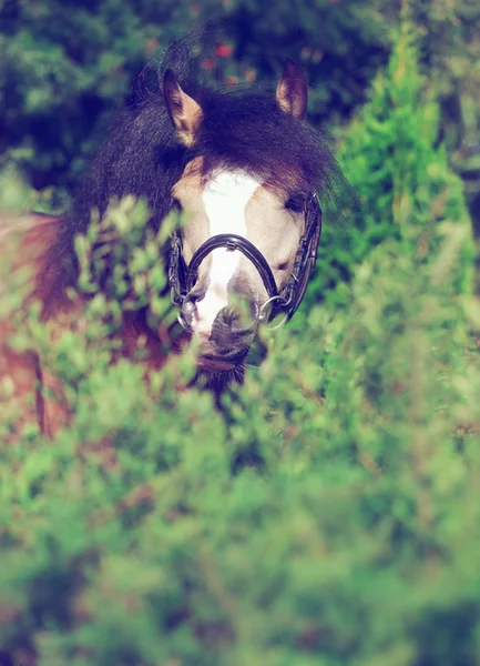 Retrato de belo pônei galês buckskin — Fotografia de Stock