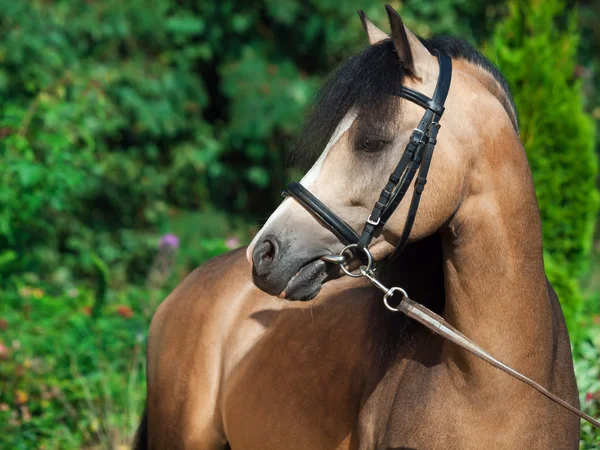 Portrait of beautiful buckskin welsh pony — Stock Photo, Image