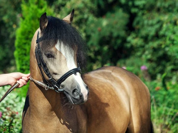 Portrait of beautiful  welsh pony — Stock Photo, Image