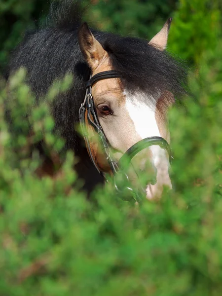 Portrait of beautiful buckskin welsh pony around bush — Stock Photo, Image