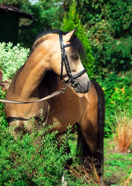 Beautiful stallion of welsh pony — Stock Photo, Image