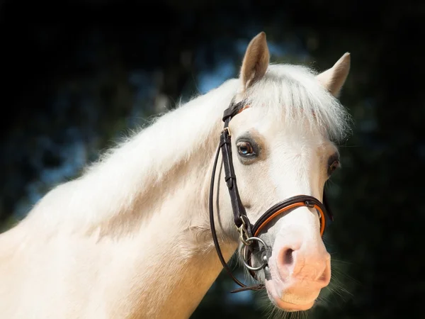 Portrait of  beautiful palomino welsh pony — Stock Photo, Image