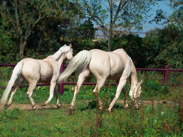 Running palomino horse and pony in paddock — Stock Photo, Image