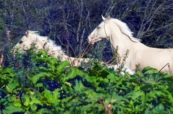 Correndo cavalo palomino e pônei. liberdade — Fotografia de Stock