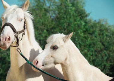 Palomino at ve midilli