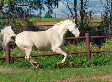 güzel palomino at padok çalıştıran