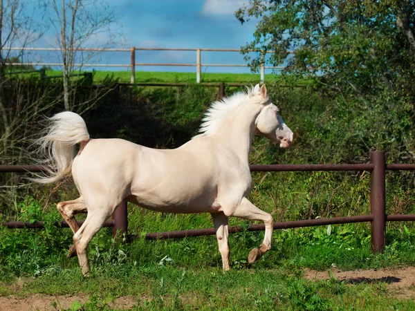 Corsa del cavallo palomino nel paddock — Foto Stock