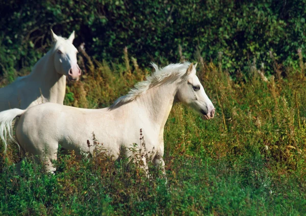 Laufen Palomino Pferd und Pony. Freiheit — Stockfoto