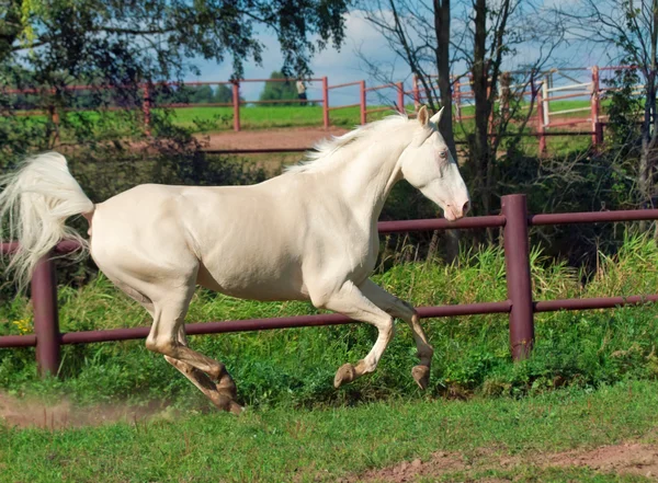 Corriendo hermoso caballo palomino en paddock —  Fotos de Stock