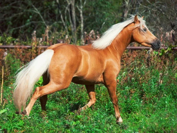 Correre bellissimo pony palomino nel paddock — Foto Stock