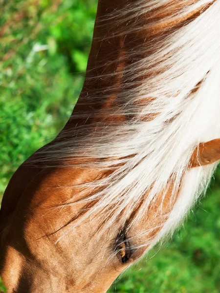 Retrato de cavalo palomino. de perto — Fotografia de Stock