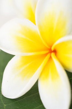 Plumeria veya frangipan. yakın çekim