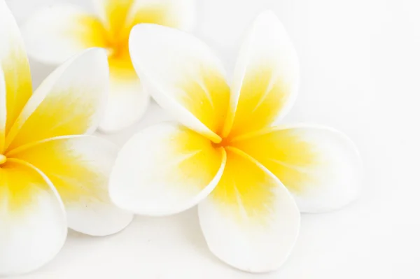 Plumeria flor tropical no fundo branco — Fotografia de Stock