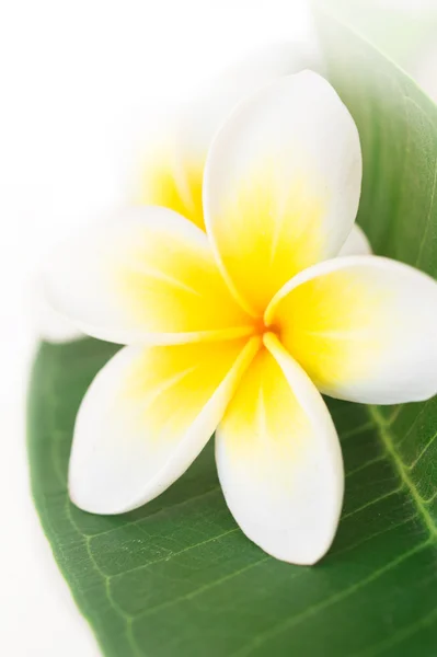 Plumeria tai frangipani, valkoisella pohjalla — kuvapankkivalokuva