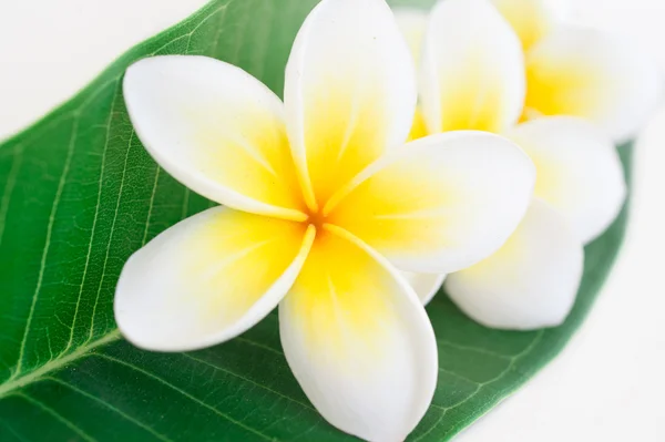 フランジパニ熱帯の花、プルメリアの花 — ストック写真