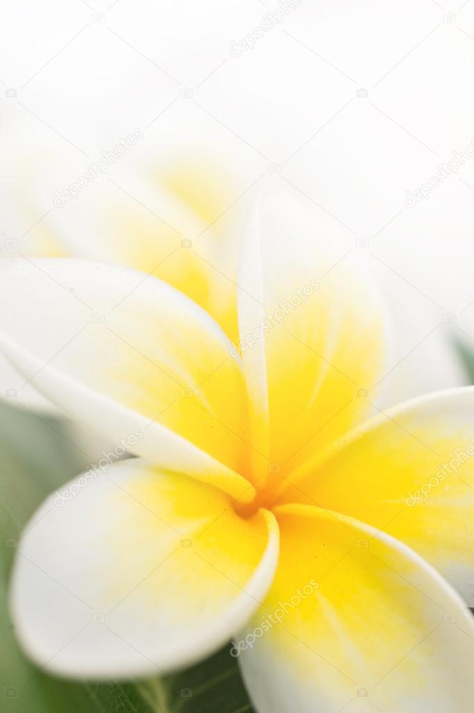 plumeria  tropical flower close up