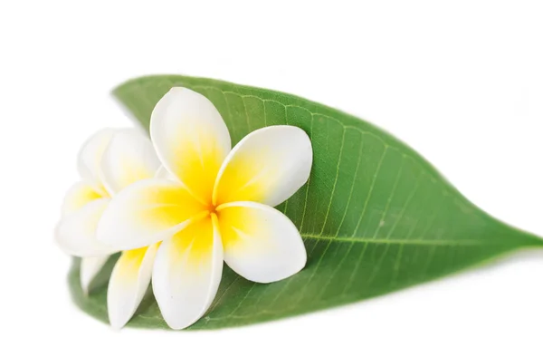 Plumeria o frangipani, su sfondo bianco — Foto Stock