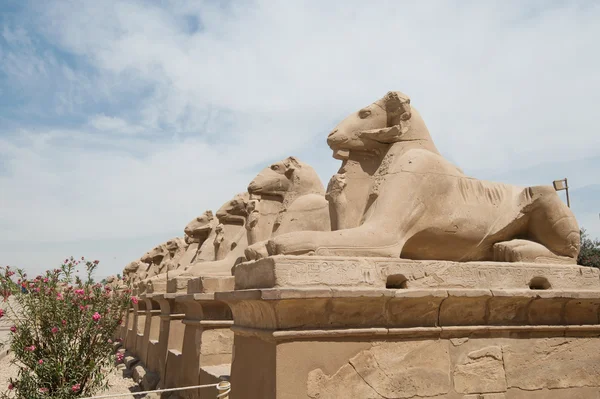 Sfenks Luxor Antik Mısır heykelleri karnak Tapınağı — Stok fotoğraf