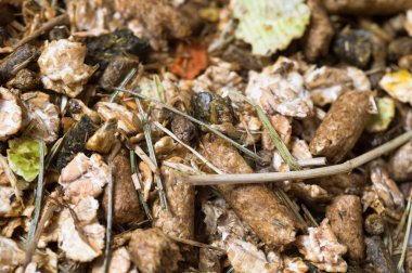  doğal müsli arka plan. at için.