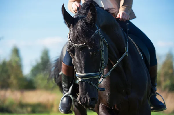 Portret czarny ujeżdżenia konia z rider — Zdjęcie stockowe