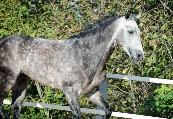 Correre cavallo grigio in gestione — Foto Stock