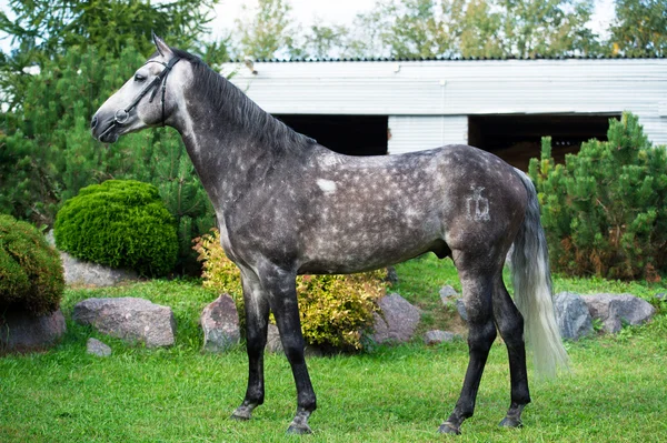 Exterior de cavalo cinzento — Fotografia de Stock