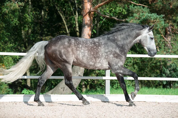 Correndo cavalo cinza em gerenciar — Fotografia de Stock