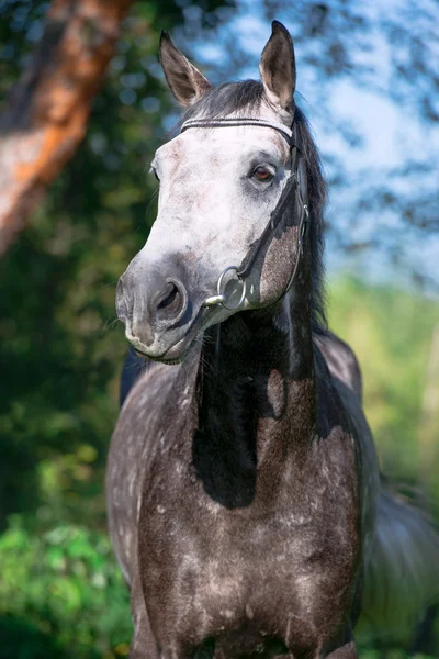 Ritratto di cavallo sportivo grigio — Foto Stock