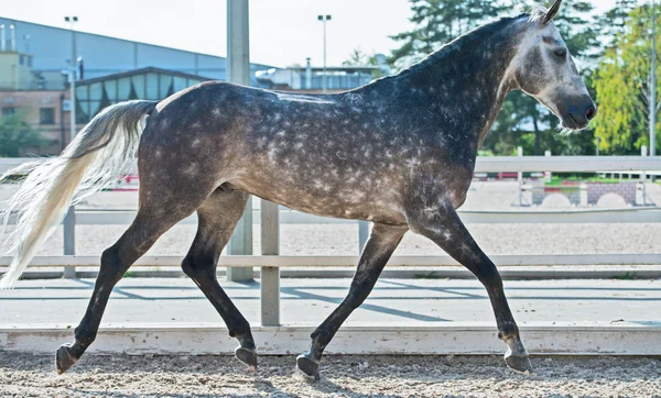 Trav grå häst i ridhuset — Stockfoto