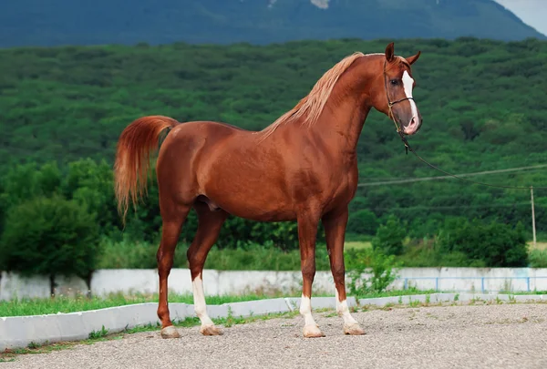 Exterior of arabian chestnut  stallion at the mountain backgroun — Stock Photo, Image