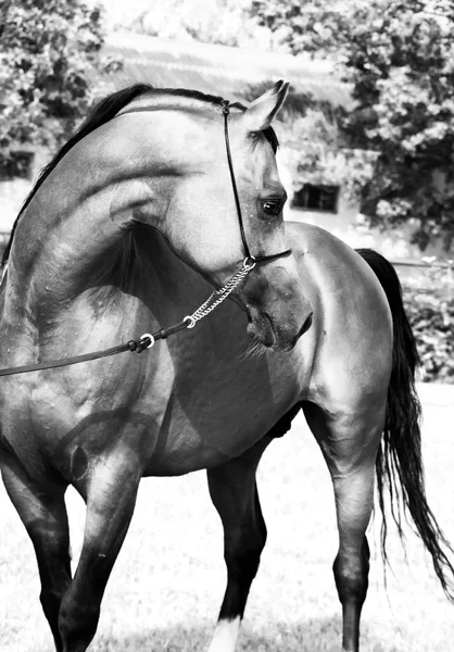 Beautiful bay arabian stallion — Stock Photo, Image